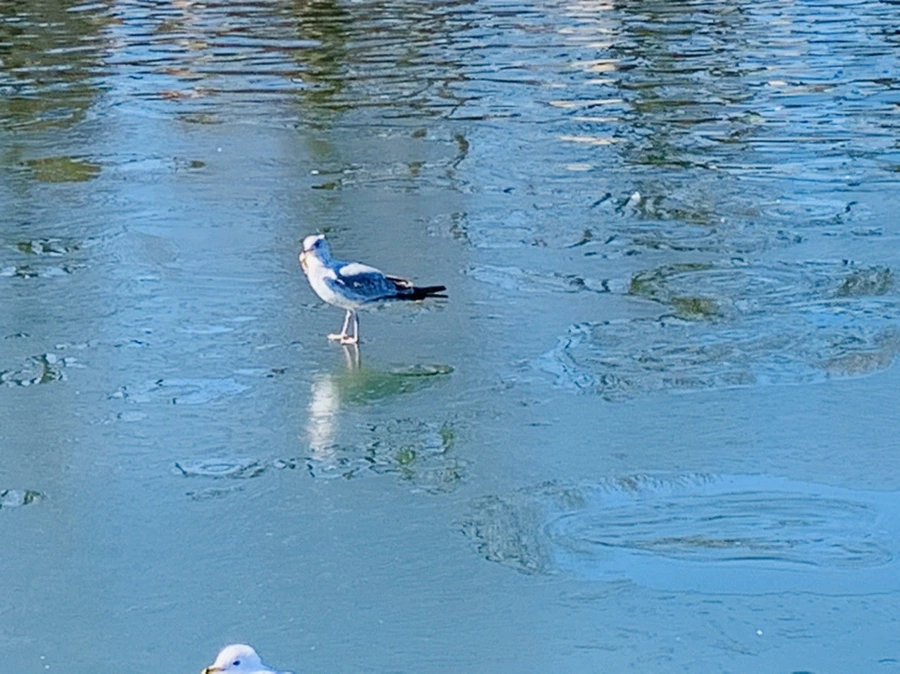 IMG_9079.jpg?type=w966