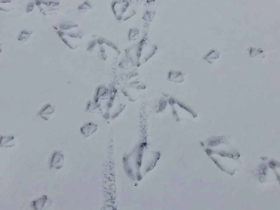 IMG_2531.jpg?type=w966