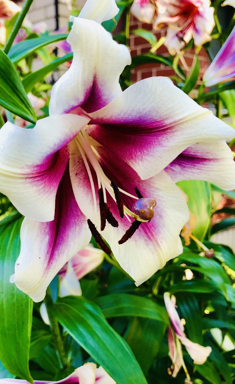 IMG_1909.jpg?type=w966