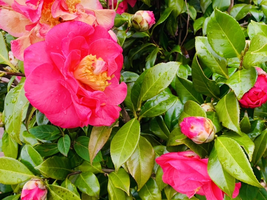 IMG_6264.jpg?type=w966