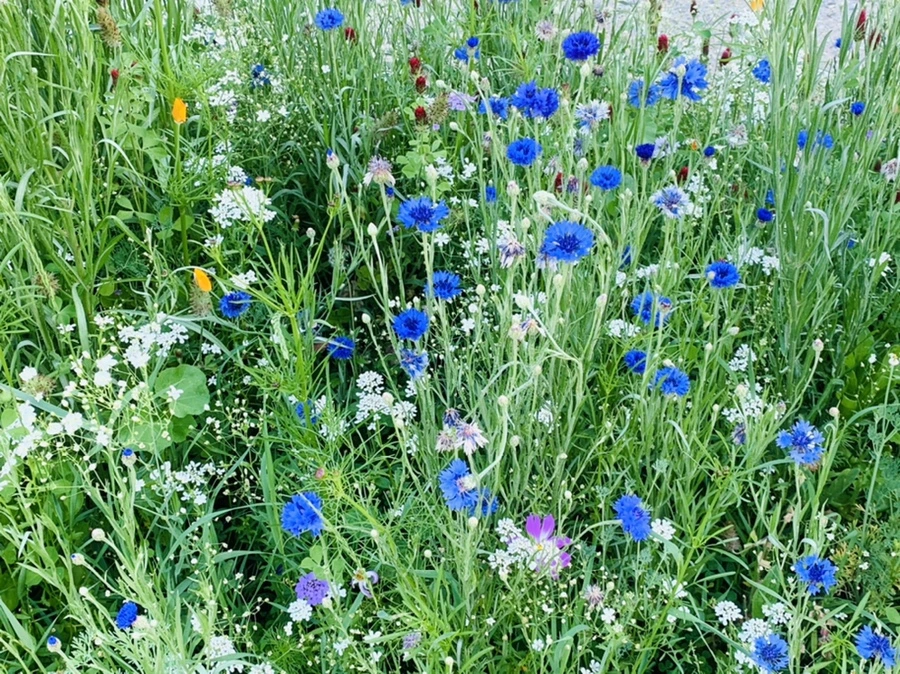 IMG_3951.jpg?type=w966