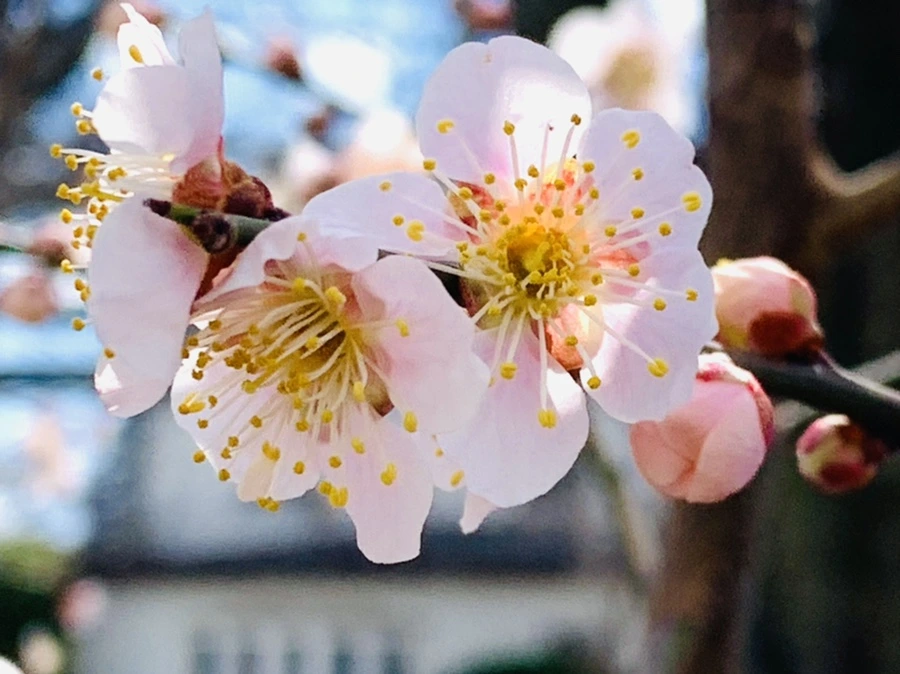 IMG_1051.jpg?type=w966