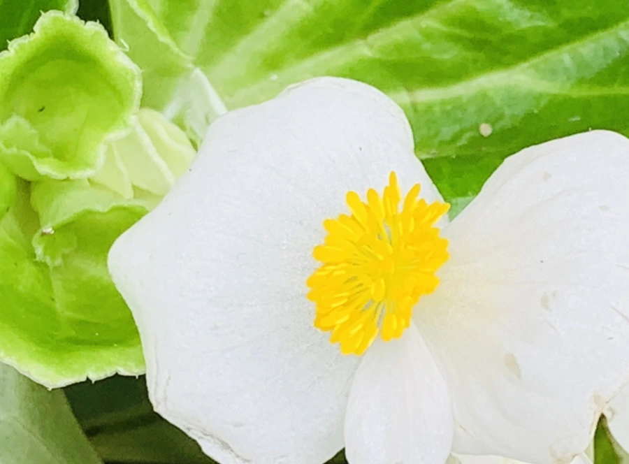 IMG_3337.jpg?type=w966