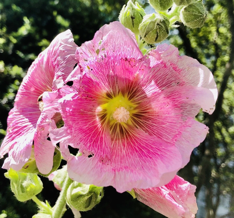 IMG_1306.jpg?type=w966