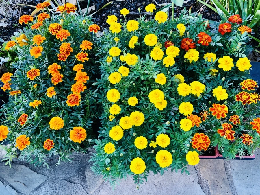 IMG_9098.jpg?type=w966