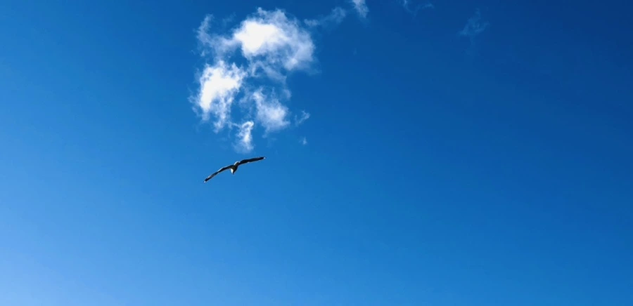 IMG_9265.jpg?type=w966