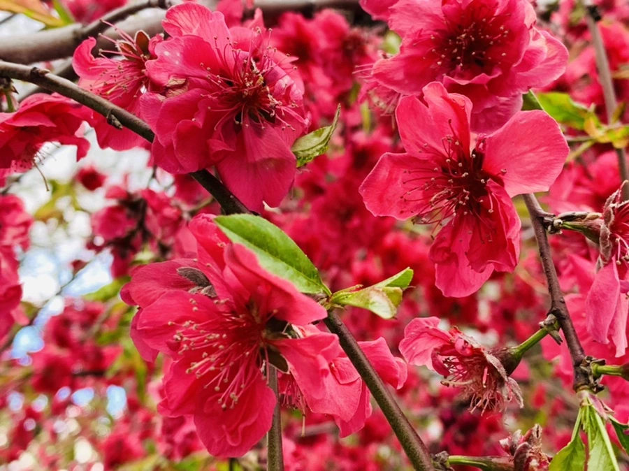 IMG_7965.jpg?type=w966