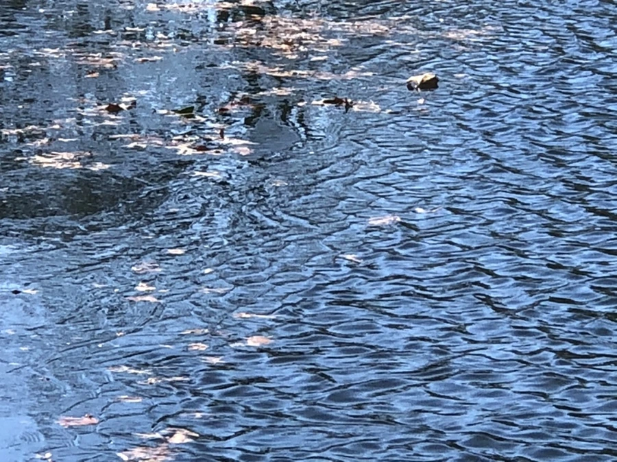 IMG_6618.jpg?type=w966