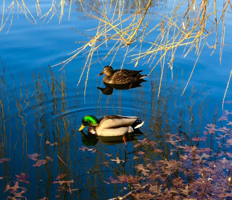 IMG_4251.jpg?type=w966