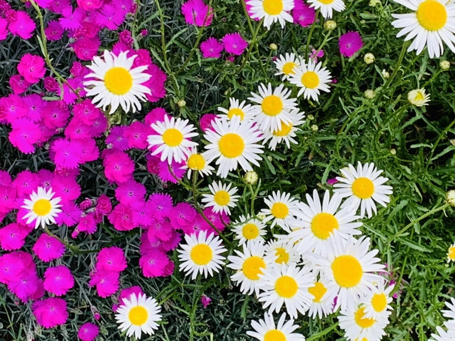 IMG_4894.jpg?type=w966