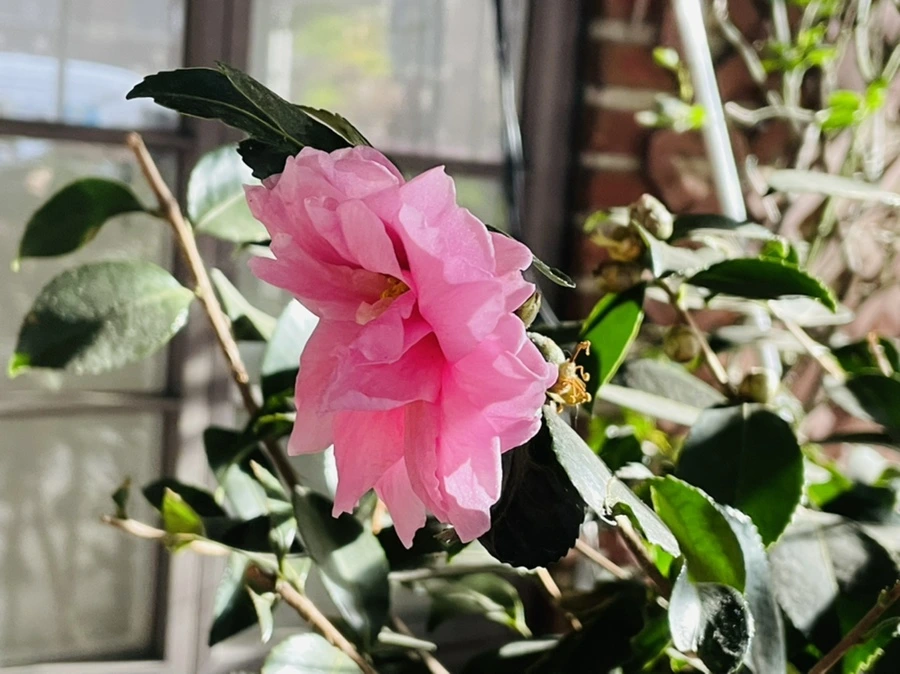 IMG_7378.jpg?type=w966