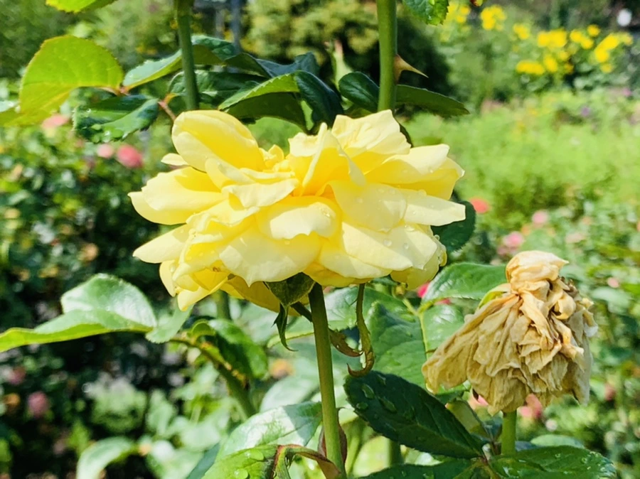 IMG_8411.jpg?type=w966