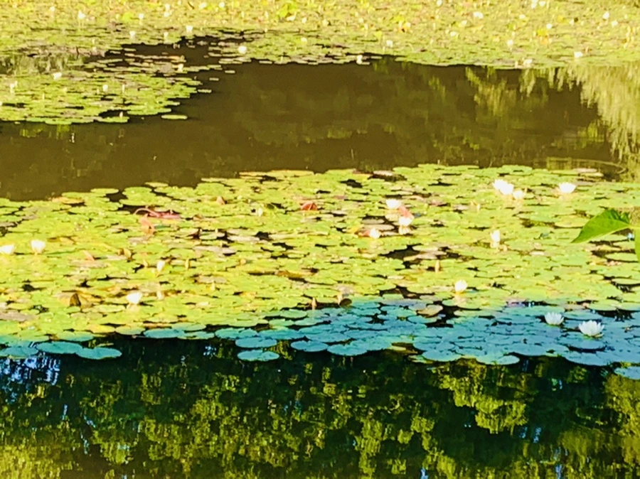 IMG_4259.jpg?type=w966