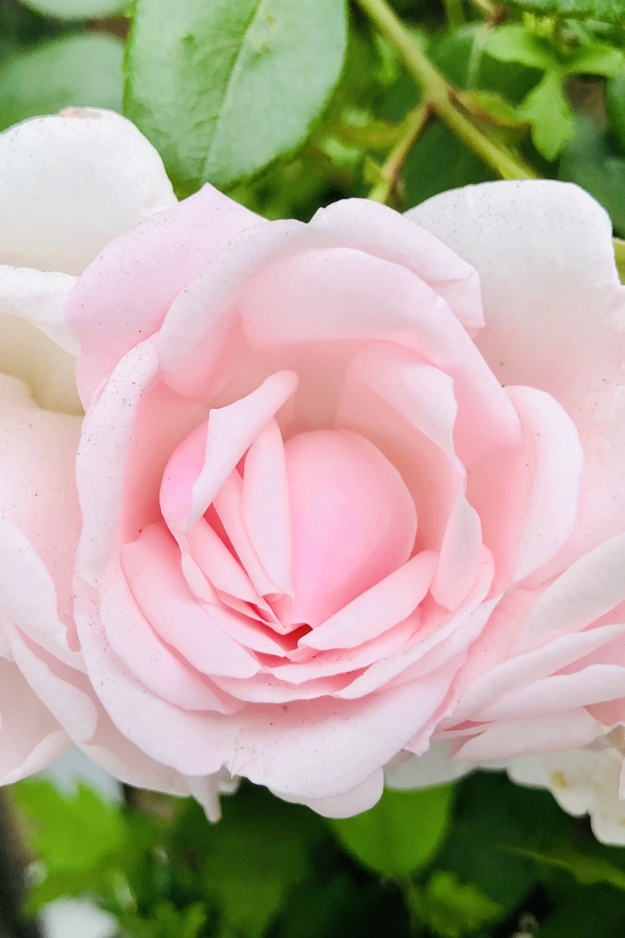 IMG_8878.jpg?type=w966