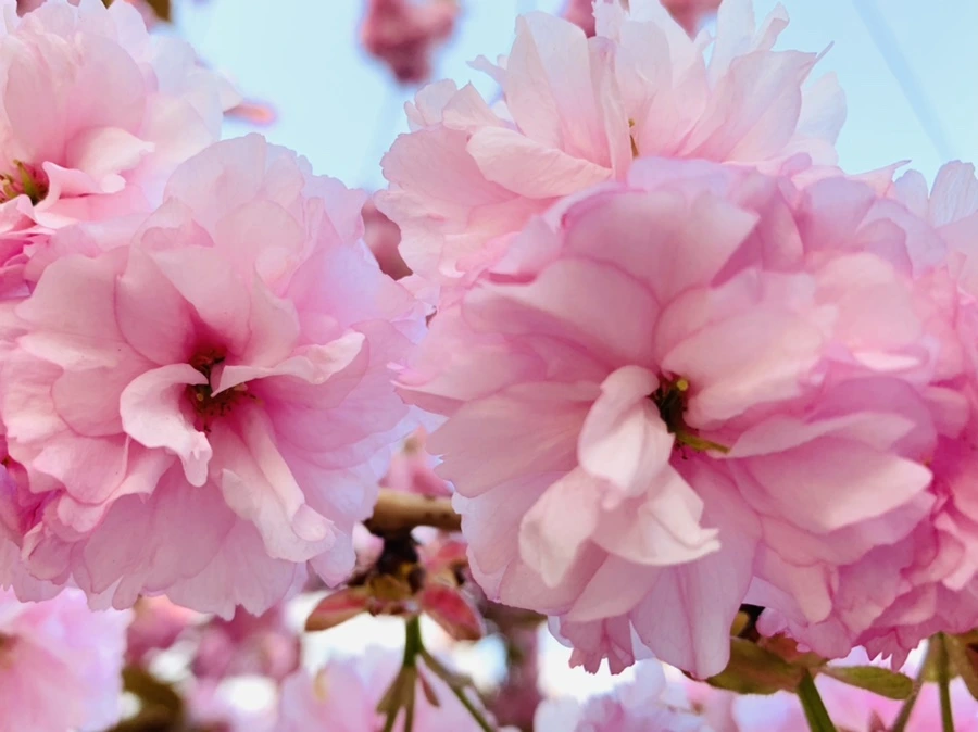 IMG_4942.jpg?type=w966