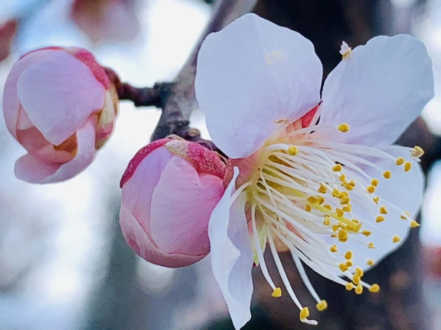 IMG_1021.jpg?type=w966