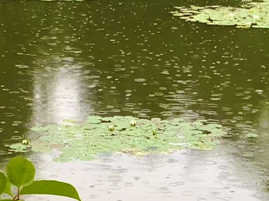 IMG_8311.jpg?type=w966