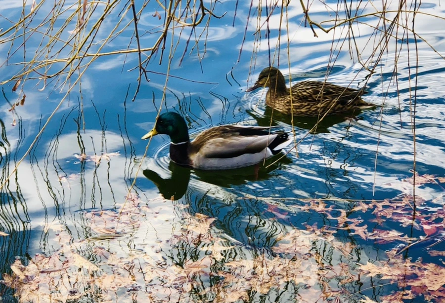 IMG_4346.jpg?type=w966