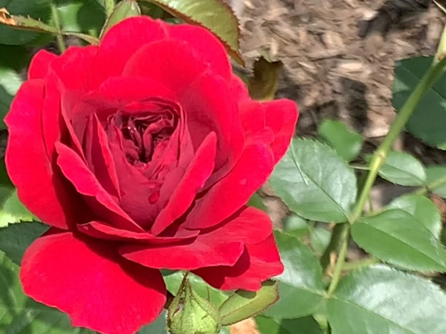 IMG_5465.jpg?type=w966