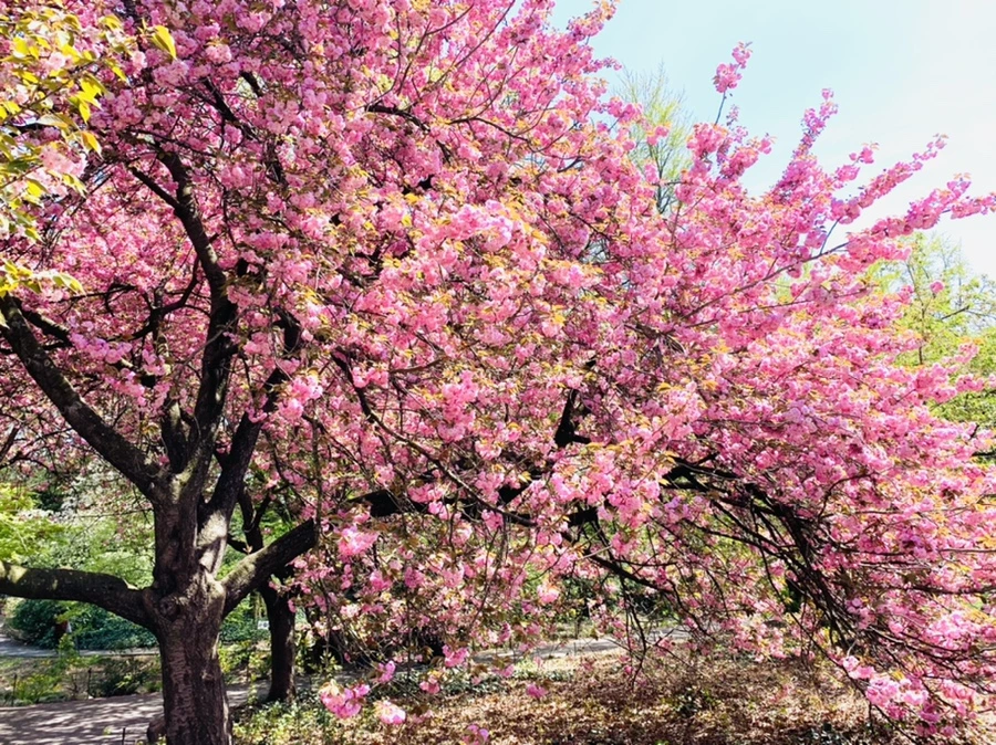 IMG_6467.jpg?type=w966