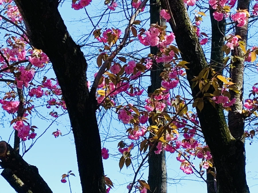 IMG_5811.jpg?type=w966