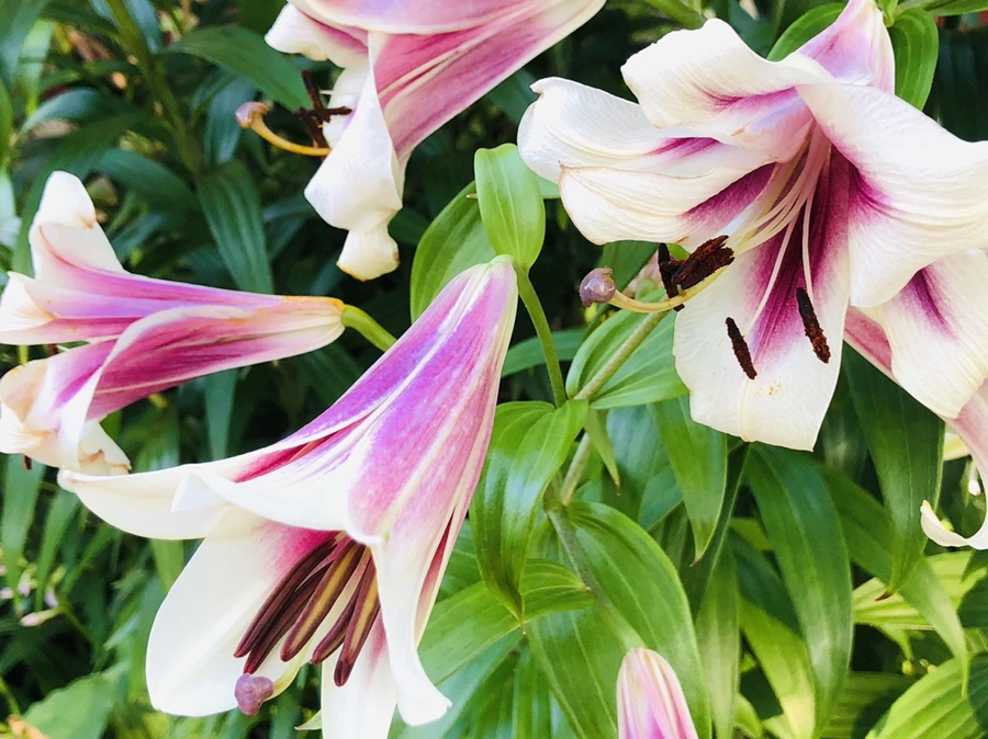 IMG_1900.jpg?type=w966