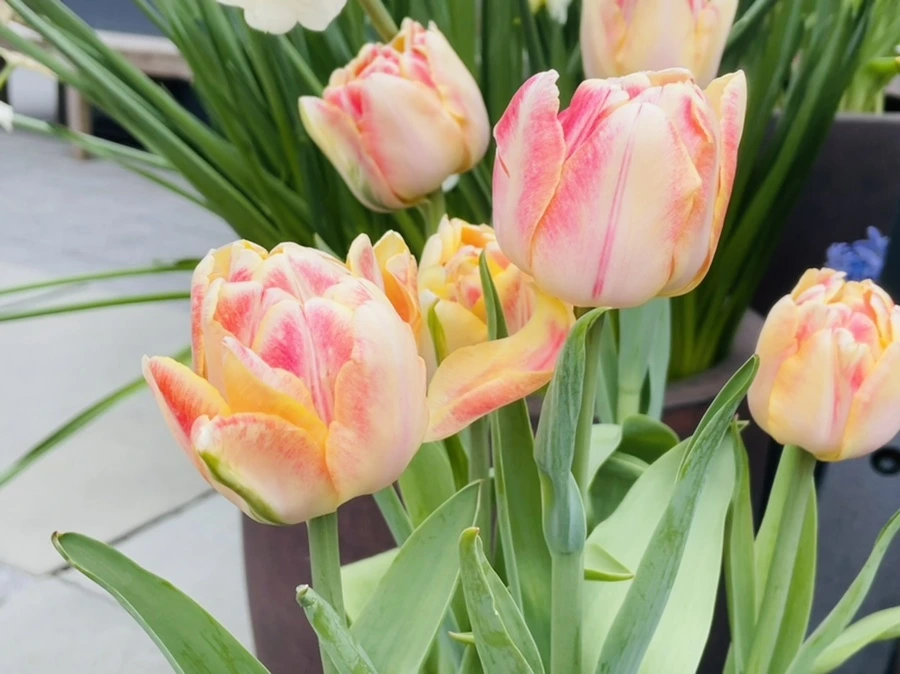 IMG_1292.jpg?type=w966