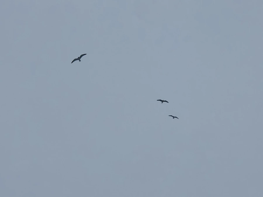 IMG_2727.jpg?type=w966