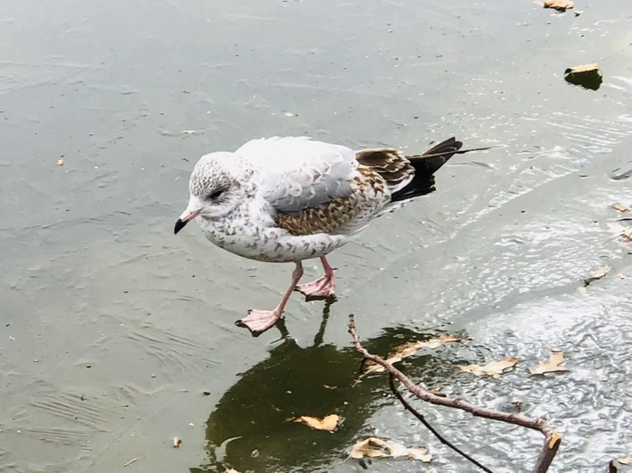 IMG_8634.jpg?type=w966