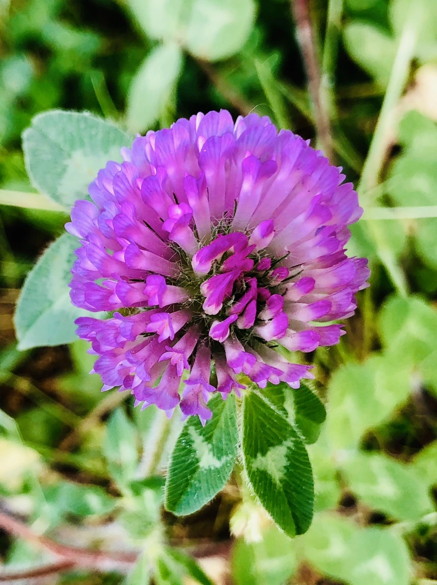 IMG_7957.jpg?type=w966