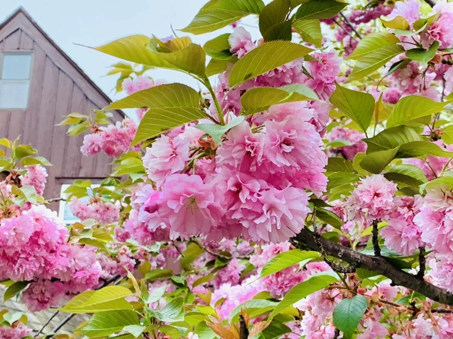 IMG_7164.jpg?type=w966