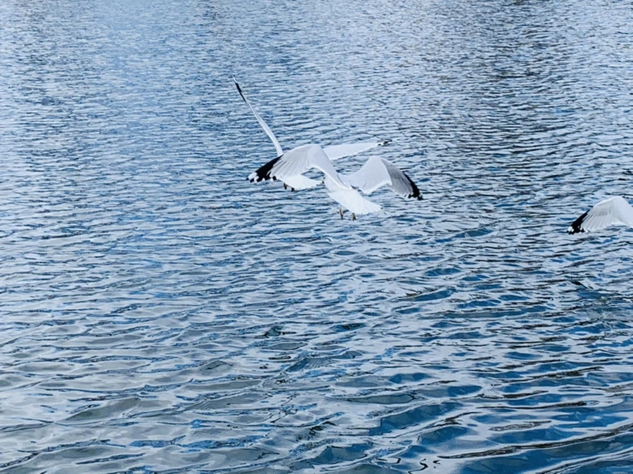 IMG_7699.jpg?type=w966