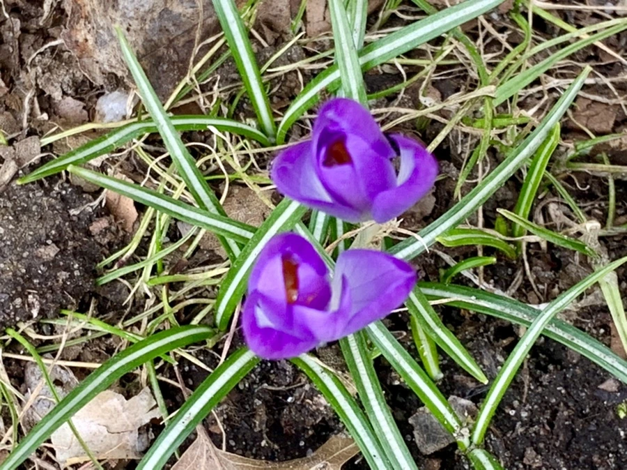 IMG_7082.jpg?type=w966