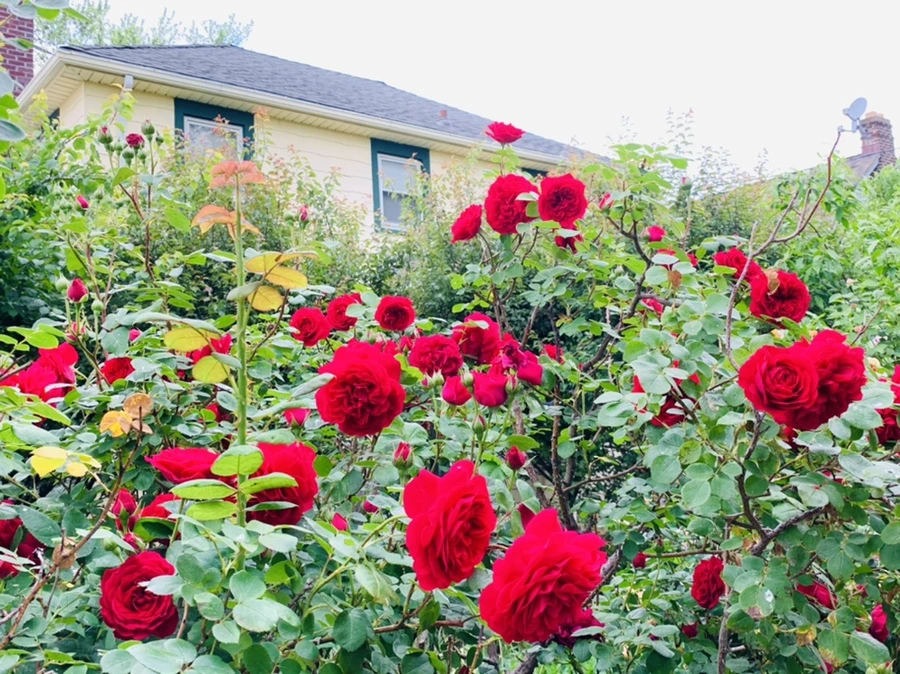 IMG_5999.jpg?type=w966