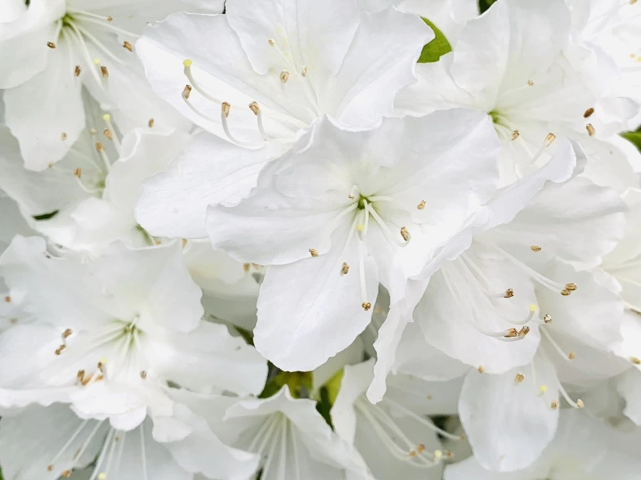 IMG_0872.jpg?type=w966