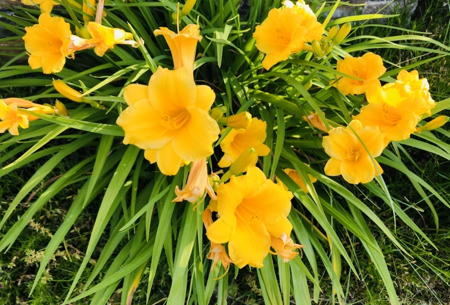 IMG_8767.jpg?type=w966