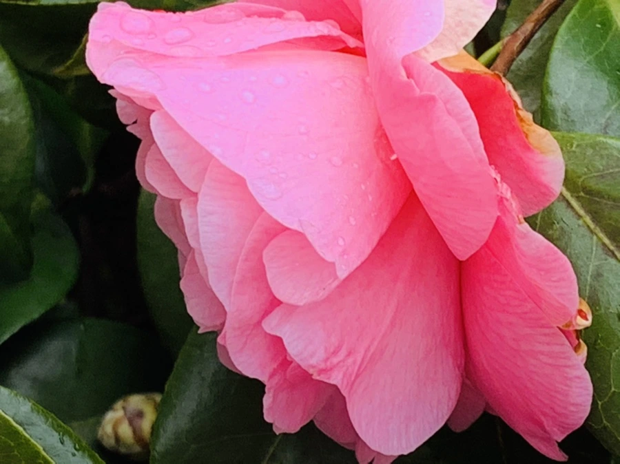 IMG_1441.jpg?type=w966