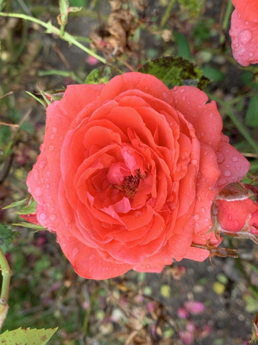 IMG_5030.jpg?type=w966