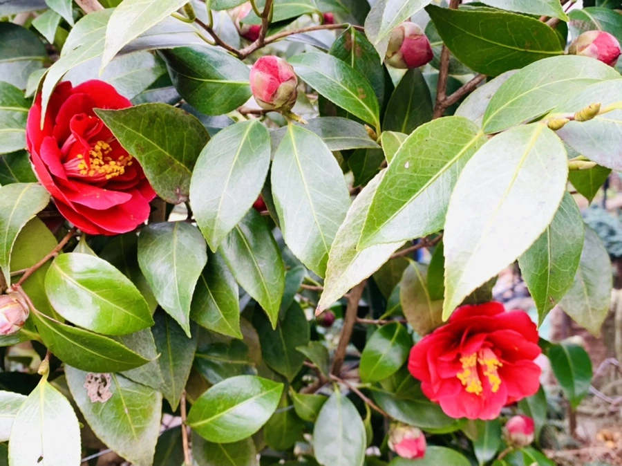 IMG_6619.jpg?type=w966