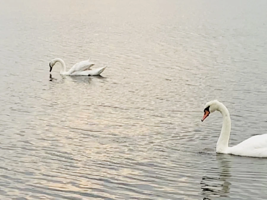 IMG_0354.jpg?type=w966