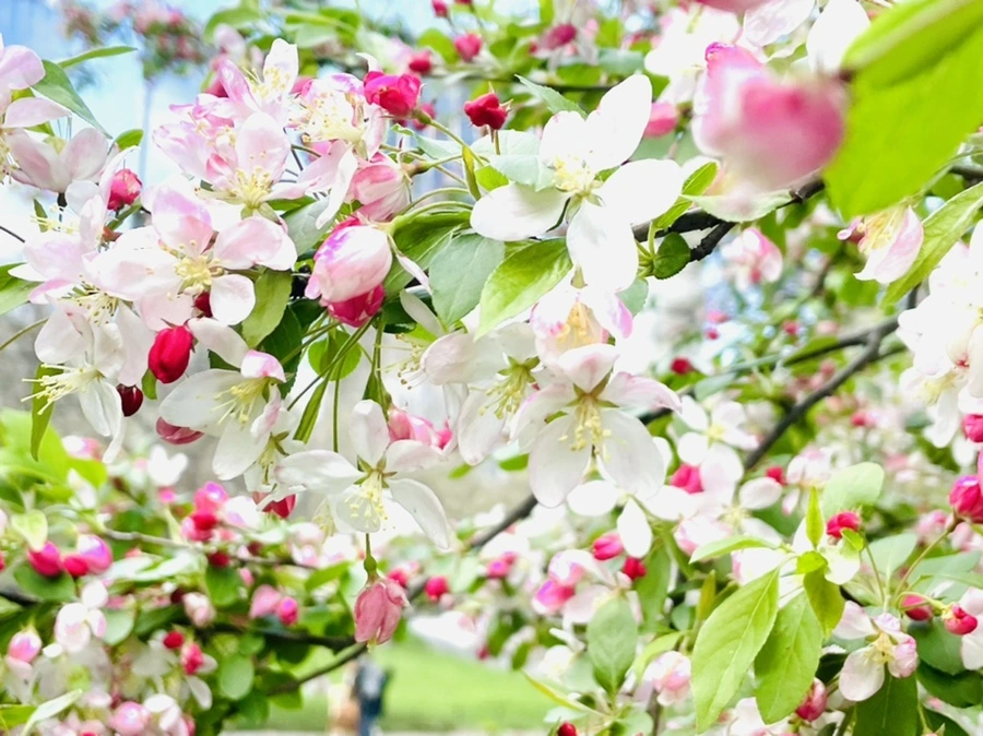 IMG_1136.jpg?type=w966