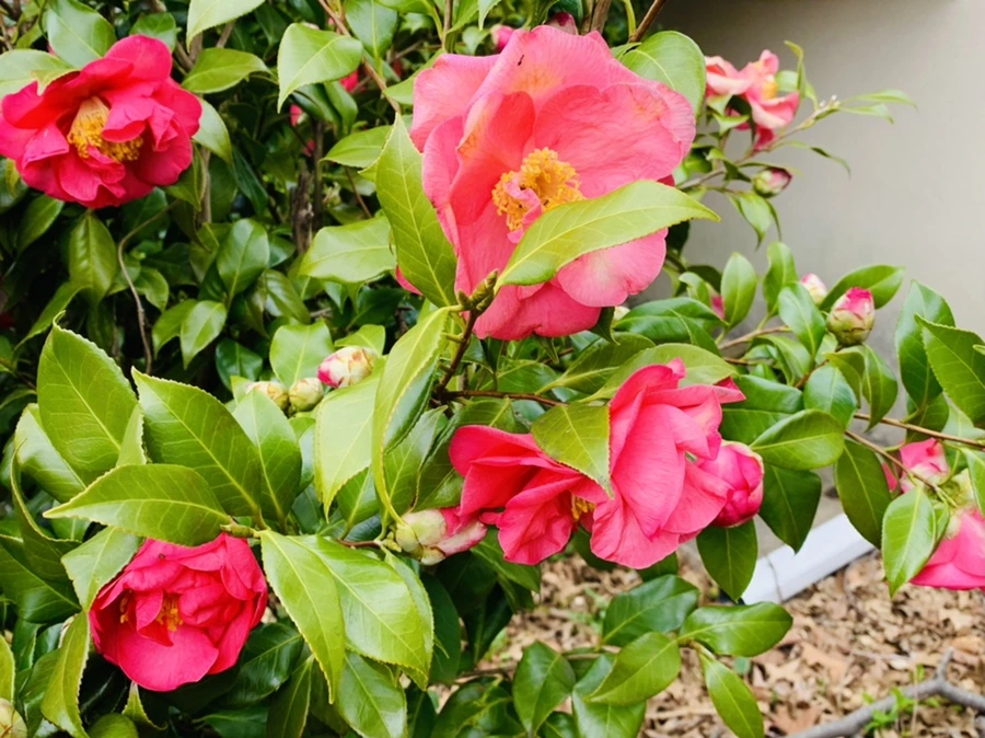 IMG_6639.jpg?type=w966