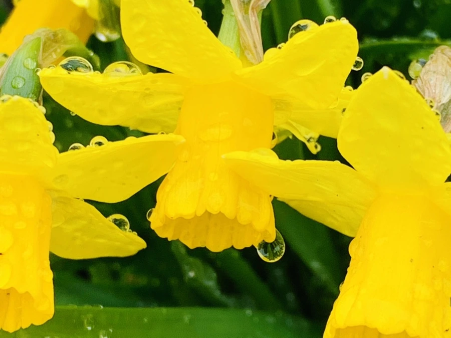 IMG_3707.jpg?type=w966