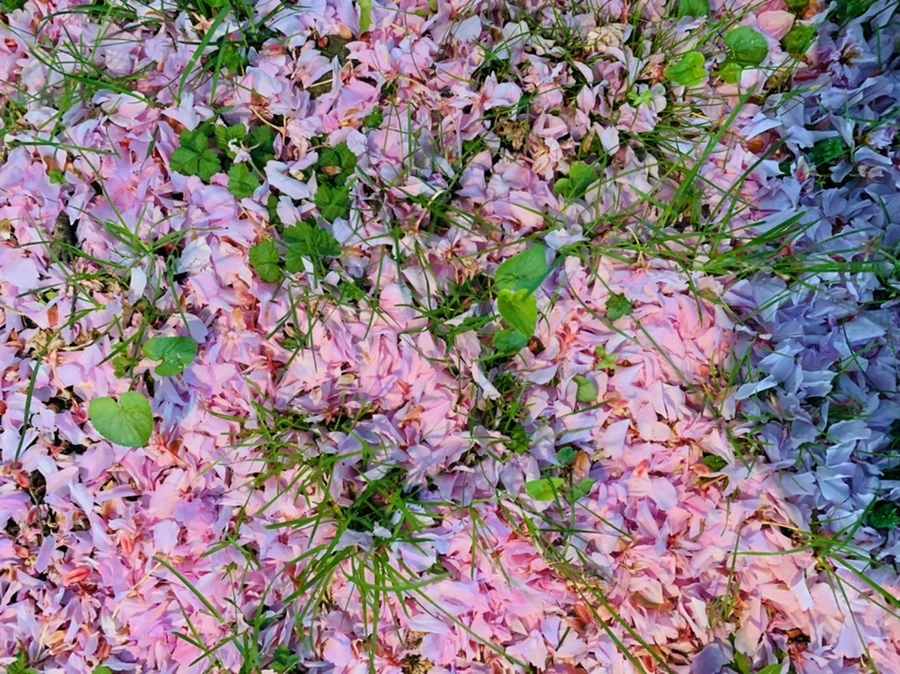 IMG_7532.jpg?type=w966