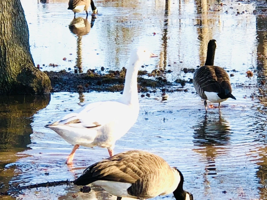 IMG_9297.jpg?type=w966