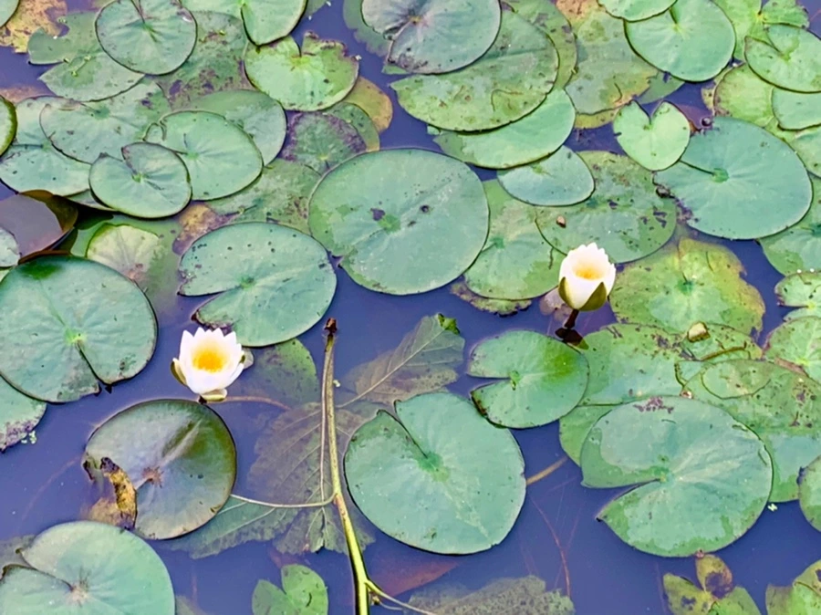 IMG_8262.jpg?type=w966