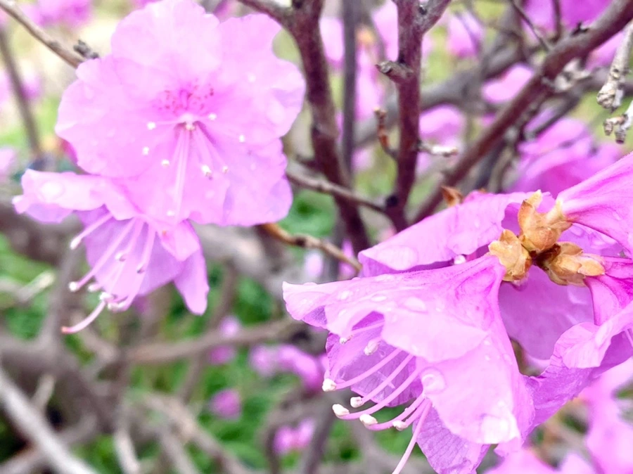 IMG_6135.jpg?type=w966