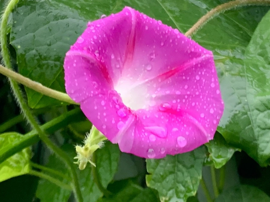 IMG_3685.jpg?type=w966