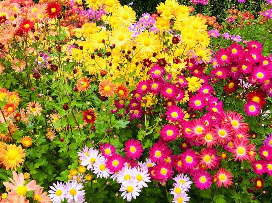 IMG_2521.jpg?type=w966