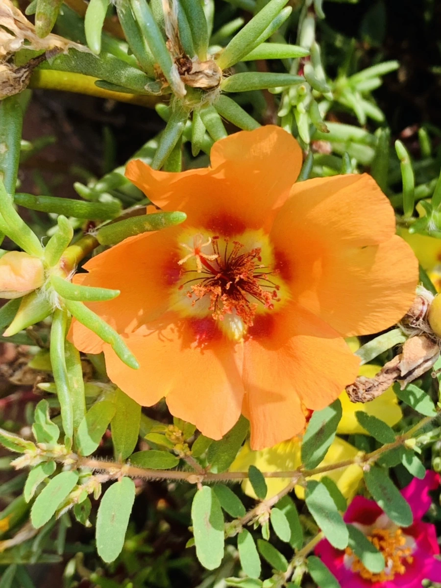 IMG_6669.jpg?type=w966